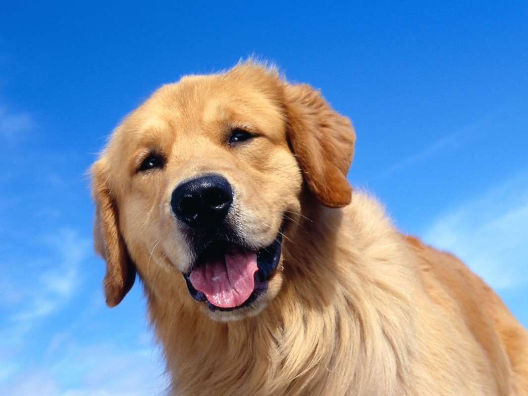 morfine Prestatie Bewolkt Foto's honden - Gezelschapshond | De hond in huis vergezellen.